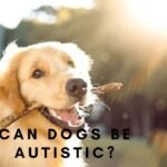 Can Dogs Be Autistic?