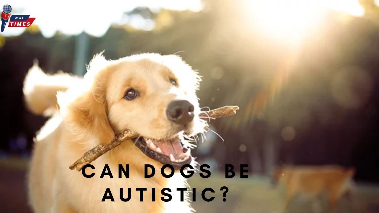 Can Dogs Be Autistic?