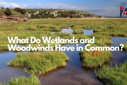 what do wetlands and woodwinds have in common