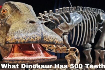 what dinosaur has 500 teeth